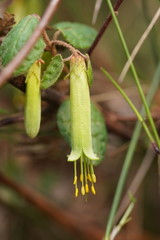 Correa reflexa lobata