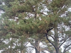 Zanda funerea funerea