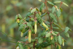 Correa reflexa lobata