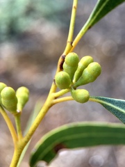 Eucalyptus oleosa oleosa