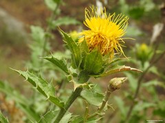 Carthamus arborescens