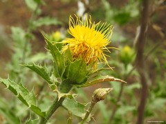 Carthamus arborescens