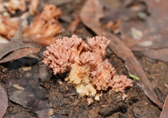 Ramaria australiana