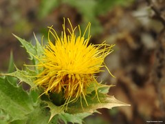 Carthamus arborescens
