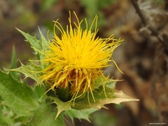 Carthamus arborescens