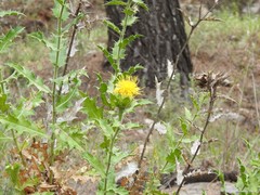 Carthamus arborescens