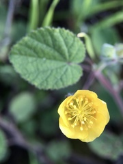 Abutilon fraseri