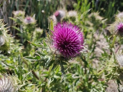Cirsium andrewsii