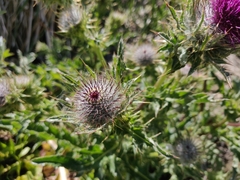 Cirsium andrewsii