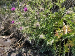 Cirsium andrewsii