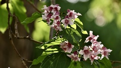 Catalpa bungei