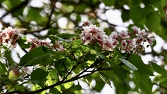 Catalpa bungei