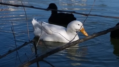 Anas platyrhynchos domesticus