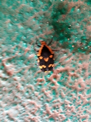 Amithao marginicollis