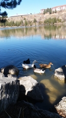 Anas platyrhynchos domesticus