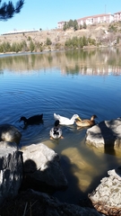 Anas platyrhynchos domesticus