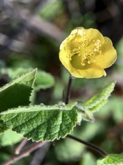 Abutilon fraseri