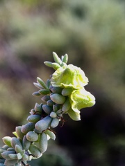 Maireana pyramidata