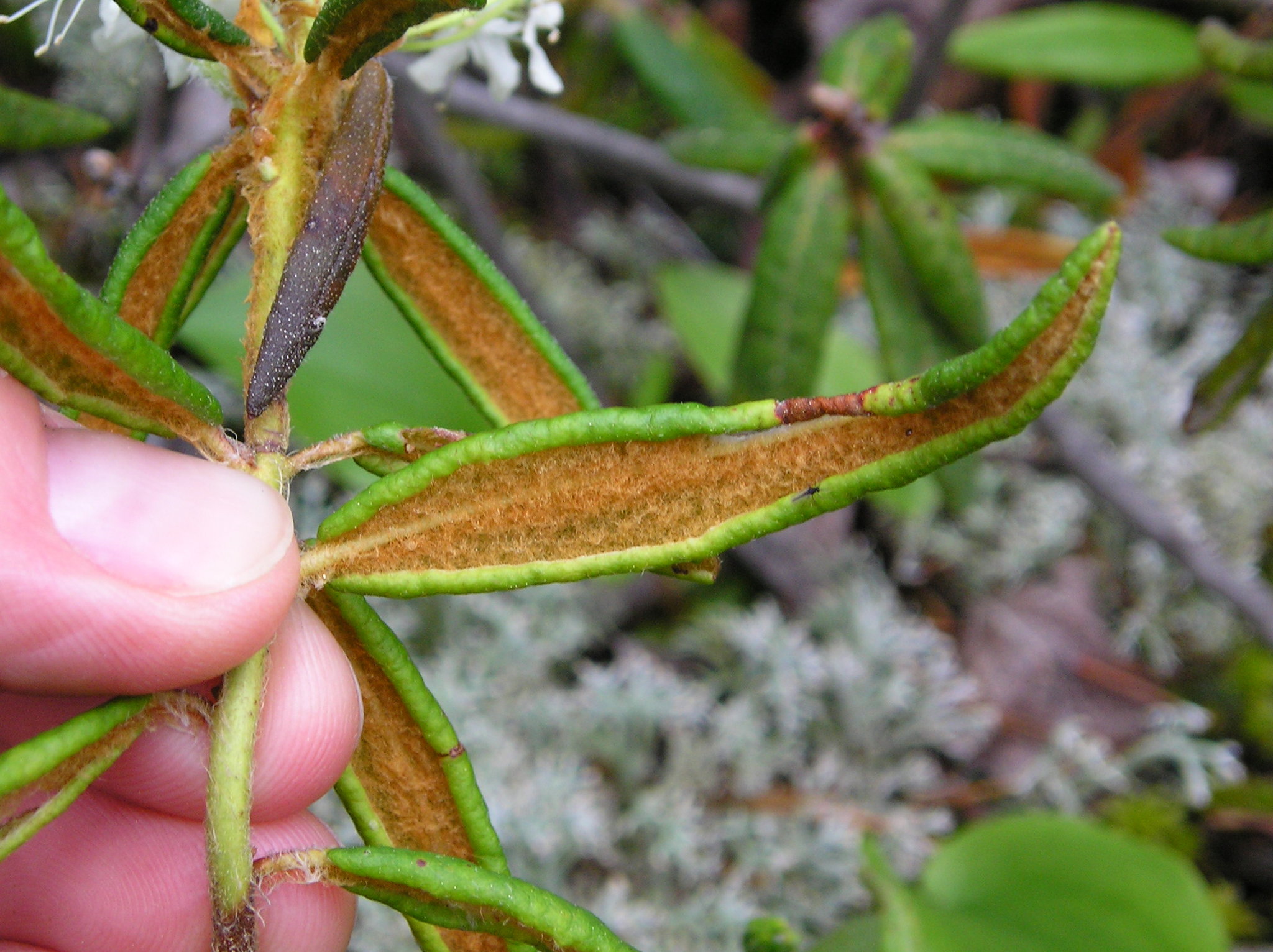 what eats bog labrador tea