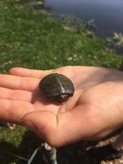 Trachemys scripta scripta