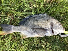 Acanthopagrus schlegelii