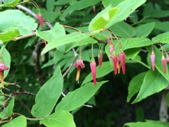 Vaccinium erythrocarpum