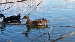 Anas platyrhynchos domesticus