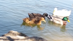 Anas platyrhynchos domesticus
