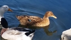 Anas platyrhynchos domesticus