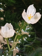 Egeria densa