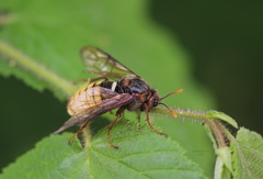 Cimbex fagi