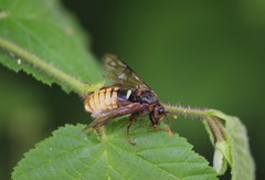 Cimbex fagi