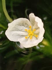 Egeria densa