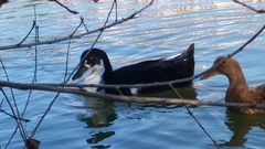 Anas platyrhynchos domesticus