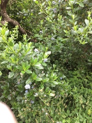 Ceanothus thyrsiflorus thyrsiflorus
