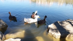 Anas platyrhynchos domesticus