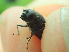 Cheilosia albitarsis