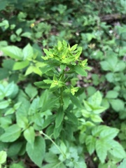 Euphorbia platyphyllos