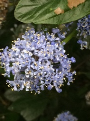 Ceanothus thyrsiflorus thyrsiflorus