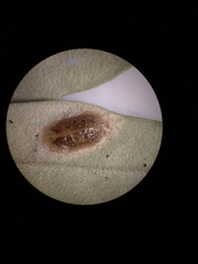 Lichtensia viburni