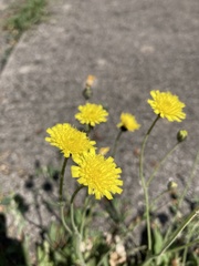 Pilosella brachiata