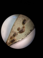 Lichtensia viburni