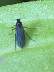 Sciara hemerobioides