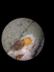 Lichtensia viburni