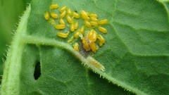 Parasyrphus nigritarsis