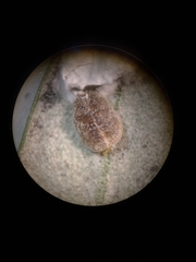 Lichtensia viburni