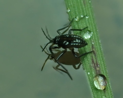 Plesiovelia