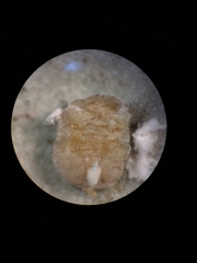 Lichtensia viburni