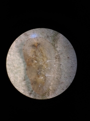 Lichtensia viburni