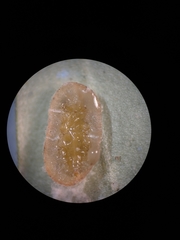 Lichtensia viburni